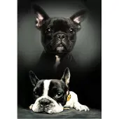 Sweet Home fleece deken Honden - 100 x 140 cm