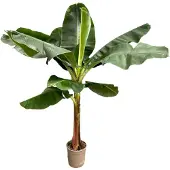 Everspring Musa - Bananenplant - Ø 30 cm - ↑ 200 cm