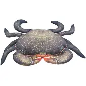 Gaby Het Modderkrab Medium Kussen
