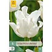 JUB - Tulipa white liberstar 5st