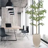 Maxifleur Kunstplanten Bucida shady Lady Kunstboom 270cm groen