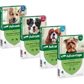 Advantage Hond