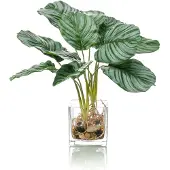 Easyplants Kunstplant Calathea 39 cm in glas