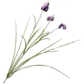 Silk-ka Kunstbloemen van – Zijden bloemtak van de Keizerlijke Kroon, paars, 71 cm