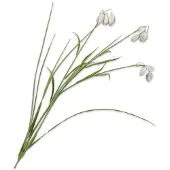 Silk-ka - Kunstbloem - creme - H71 cm