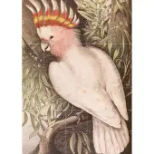 IXXI Cockatoo, Aster Edition - 100 x 140 cm - Grote wanddecoratie en posters - Naturalisme, Klassiek, Illustraties, Woonkamer, Natuur, Dieren, Vogels