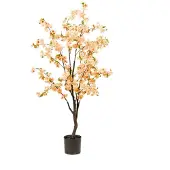 Emerald eternal green B.V. Kersenbloesemboom h135cm perzik