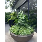 LeopoldFlora Tropische kunstplant Schefflera 50 UV
