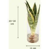 Hello Plants Sanseviera Vrouwentong in Cylinder Glas - Ø 12 cm - Hoogte: 30 cm