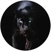 Reinders Plexiglasschilderij Zwarte Panter - Ø 50 - Acrylglas -