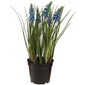Viana Kunsthyacinten in een blauwe pot 24cm