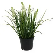 Viana Deco druif hyacint crème in pot 26cm