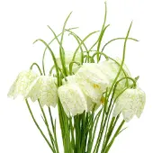 Viana Schaakbordbloemen Fritillaria kunstwit, groen 40cm 12 st, 12 Stück
