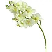 Viana Orchidee lichtgroen 56cm 6st, 6 Stück