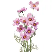 Viana Cosmea sieradenmand paars kunstbloemen zomer 51cm 3st