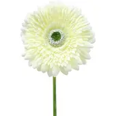 Viana Gerbera kunst wit 62cm 6 st, 6 Stück