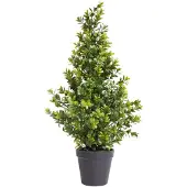 Coppens Boxwood Orion tapered green 60cm