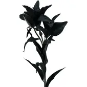 Viana Kunstbloem lelie zwart 84cm