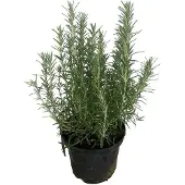 Brandless Rosmarinus Officinalis - Rozemarijn 25-30 cm pot