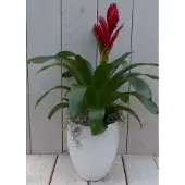Warentuin Collection Bromelia witte hoge pot 40 cm