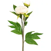 Viana Lange kunstpioenen kunstbloemen crème 70cm 3 st, 3 Stück