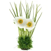 Viana Papaverwit in het gras 23cm