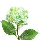 Viana Hortensia kunstgroen, wit 68cm
