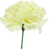 Viana Anjerbloesem wit Ø9cm 12st