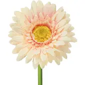 Viana Kunstmatige gerbera's, abrikooskleur, 47 cm, 6 stuks, 6 Stück