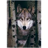 Eurographics Gray Wolf