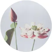 Reinders - Elegante Bloem - Glasschilderij Ø 50 cm - Roze