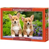 Castorland Welsh Corgi Puppies Puzzel (1000 stukjes)