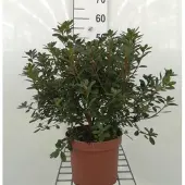 GRDplanten Azalea japonica - Japanse azalea 30- 40 cm in pot