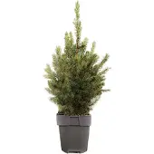 GRDplanten 2 x Kleine echte tafelkerstboom - minikerstboom in Pot