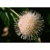 GRDplanten Cephalanthus occidentalis - Kogelbloem , Kogelstruik 30- 40 cm in pot
