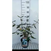 GRDplanten Viburnum 'Pragense' - Sneeuwbal 50- 60 cm in pot