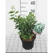 GRDplanten Sarcococca confusa - Vleesbes, Zoete Buxus 20- 25 cm in pot