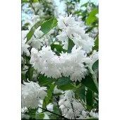 GRDplanten Deutzia magnifica - Bruidsbloem 60- 80 cm in pot