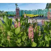 GRDplanten Clethra aln. 'Ruby Spice' - Schijnsels 30- 40 cm in pot