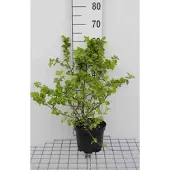 GRDplanten Physocarpus opulif. 'Tilden Park' - Blaasspirea 40- 60 cm in pot
