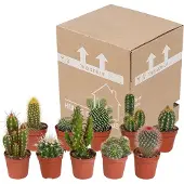 Planteda Cactus mix 5,5 cm | 10 stuks