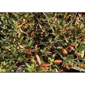 GRDplanten Berberis julianae - Zuurbes 40- 60 cm in pot