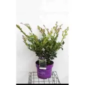 GRDplanten Distylium myr. 'Linebacker' - Distylium 40- 50 cm in pot