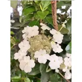 GRDplanten Hydrangea seemannii - Klimhortensia40-50 cm | pot