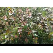 GRDplanten Abelia grandiflora - Abelia 25- 30 cm in pot