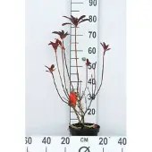 GRDplanten Azalea mollis - Tuinazalea rood 40 - 50 cm in pot