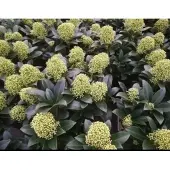 GRDplanten Skimmia jap. 'Finchy' - Skimmia 30- + cm in pot