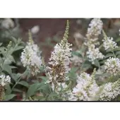 GRDplanten Buddleja 'Argus White' - Vlinderstruik 40- 60 cm in pot