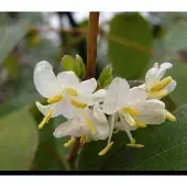 GRDplanten Lonicera fragrantissima - Winterkamperfoelie, Struikkamperfoelie 40- 50 cm in pot