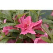 GRDplanten Azalea 'Knaphill Rose' - Azalea 40- 50 cm in pot